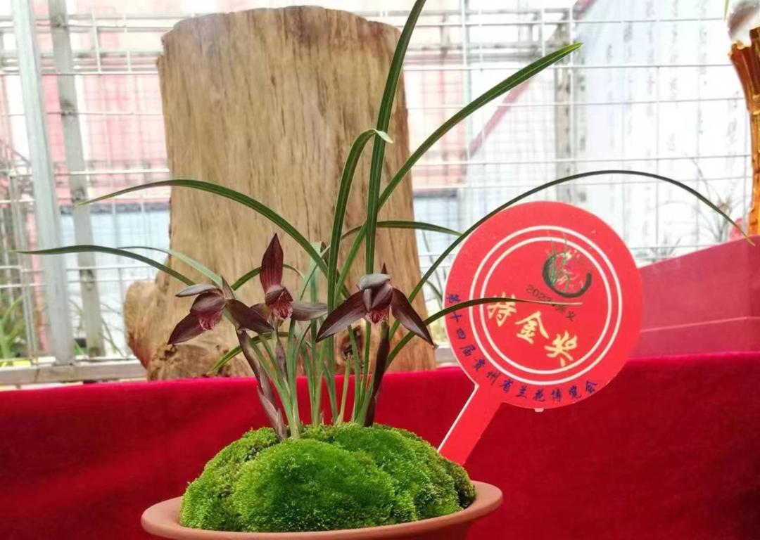 顶级名品兰花欣赏,国际兰展特金奖兰花