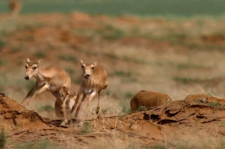 为了结婚卖传家宝，小伙被罚款24万！他卖的羚羊角究竟有何来历？