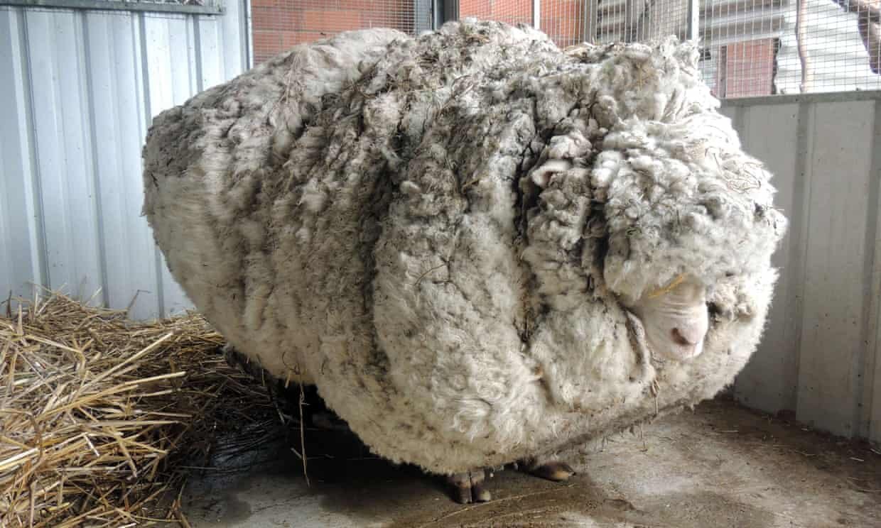 烧烤店宰羊发现羊肚里有5个羊宝，或价值百万！羊宝到底是什么？