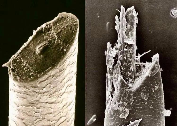 显微镜观察人体的四种组织图片,人体显微镜下的样子