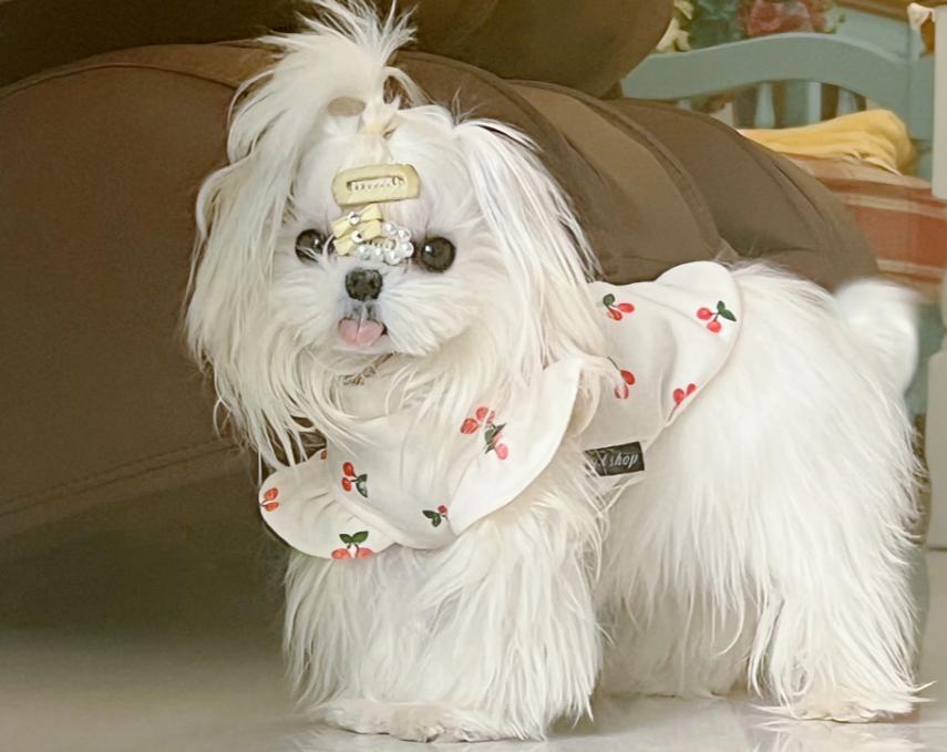 家庭养小型犬养什么品种好,短嘴巴大眼睛小型犬有多少品种