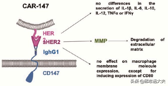 无所不CAR：从CAR-T、CAR-NK到CAR-M