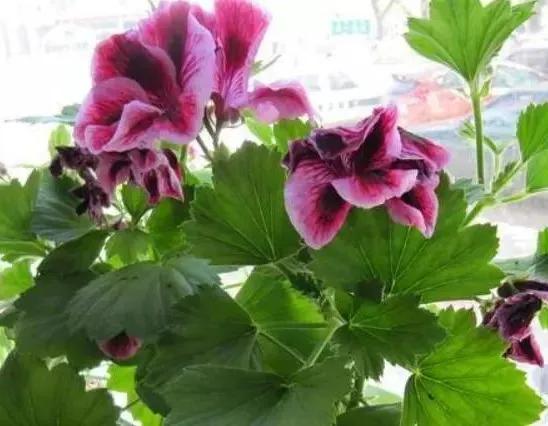 蝴蝶梅怎么扦插,蝴蝶梅花的养护方法