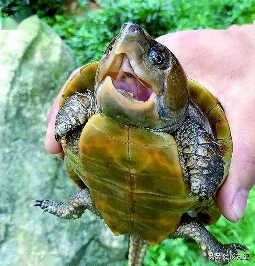 2012男子在野外捡到了小乌龟,男子捡了一个小乌龟最后被抓