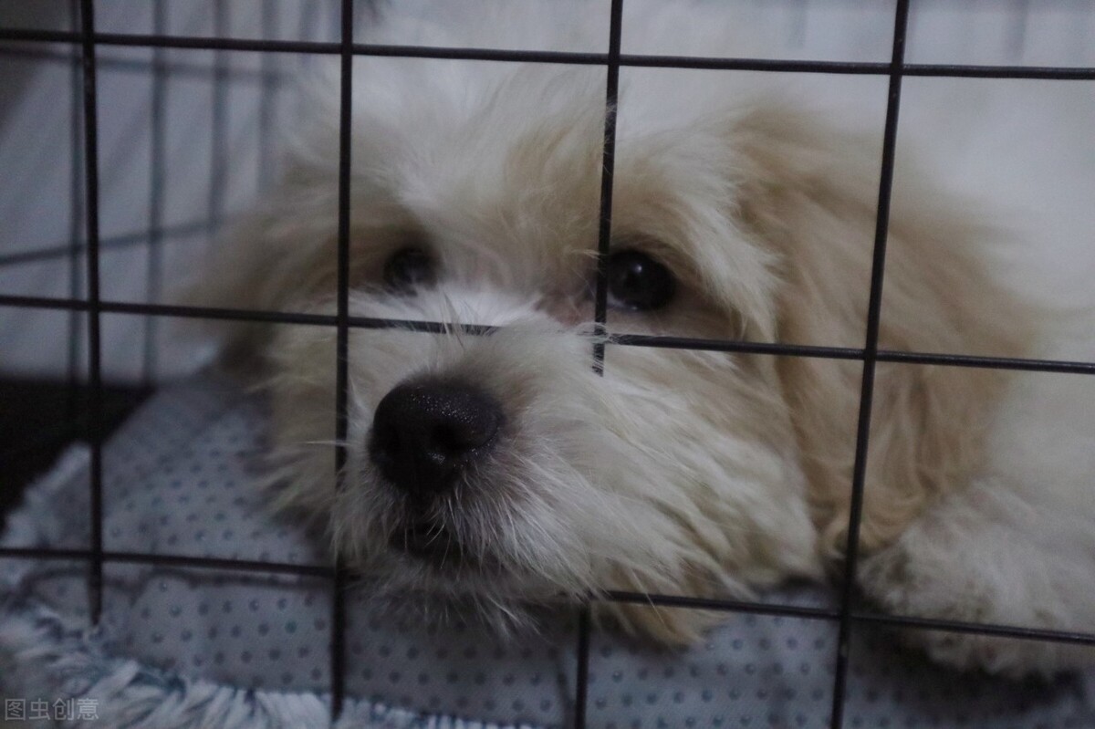 狗癣可以用人药吗,狗长癣掉毛用什么药