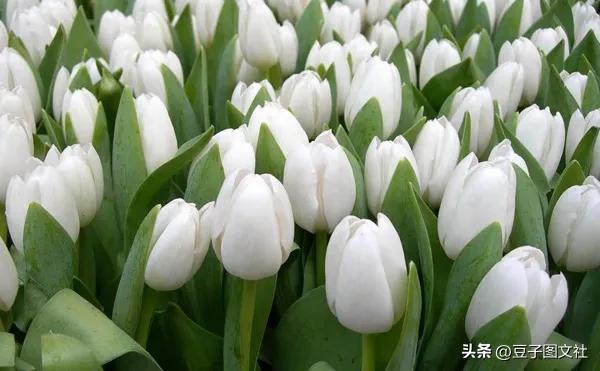 郁金香的花貌和郁金香的花语,各种颜色郁金香的花语是什么