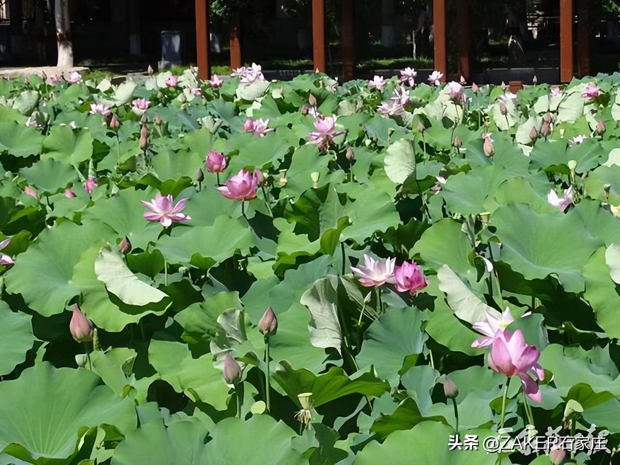 荷花绽放美如画夏日赏荷正当时,入夏荷花香赏荷正当时