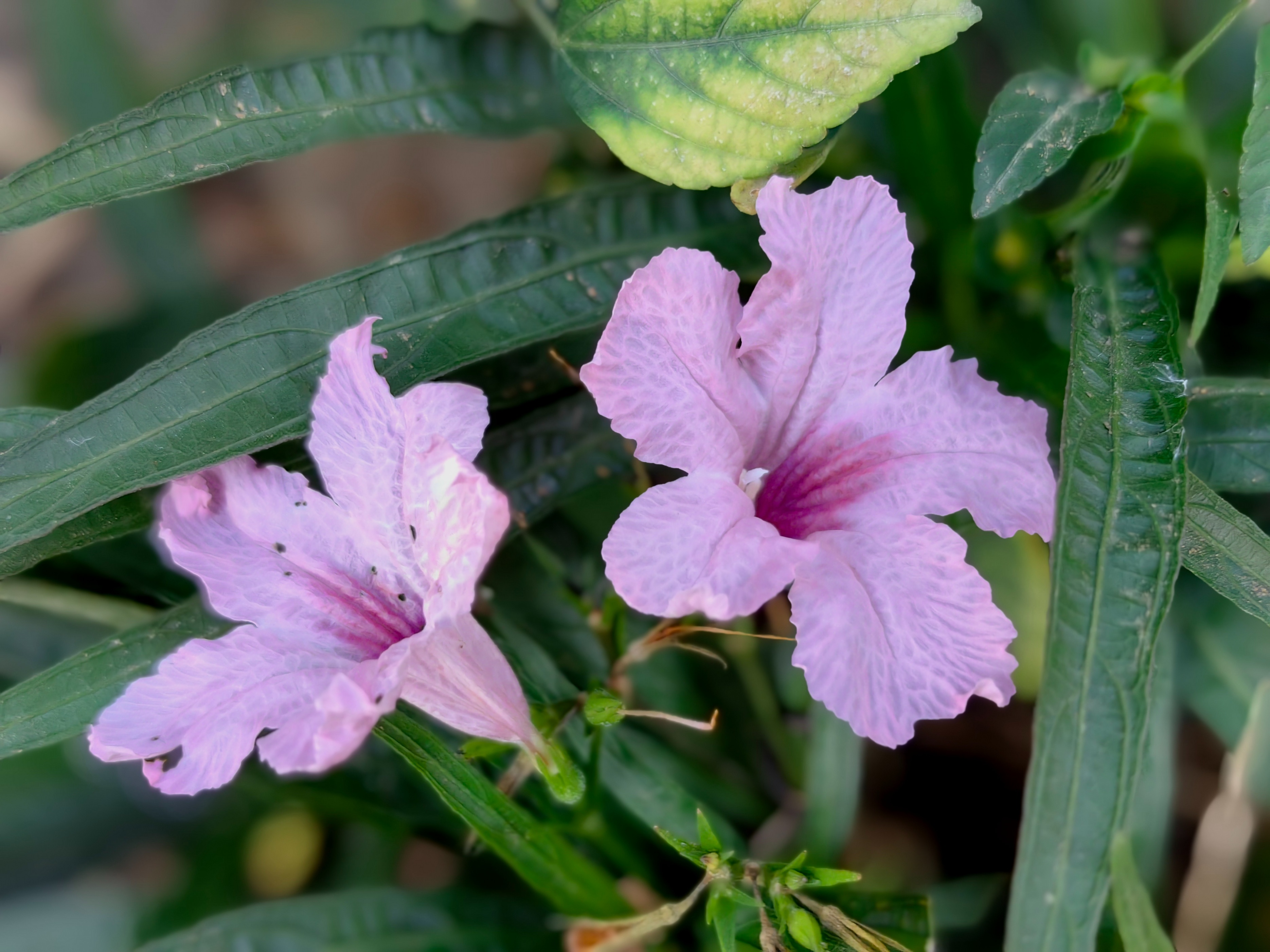 紫色兰花草:,蓝色花草品种