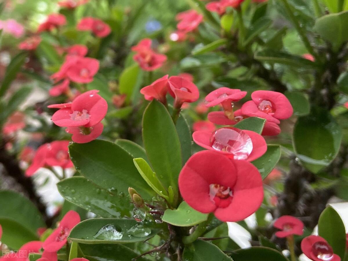 虎刺梅的养护教程,虎刺梅养护方法