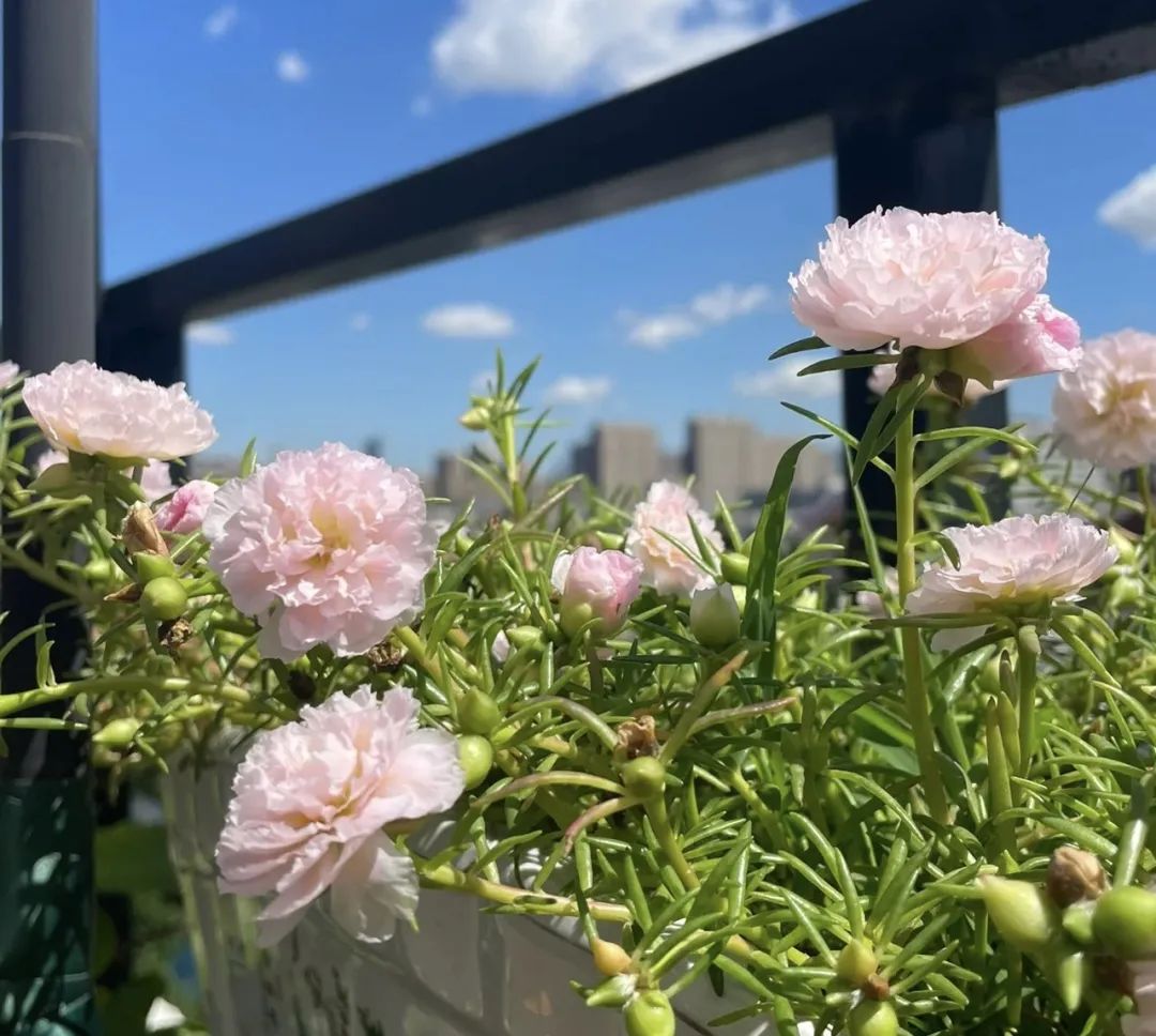 一年四季都可以开花的爆花机器,最好养的开花机器