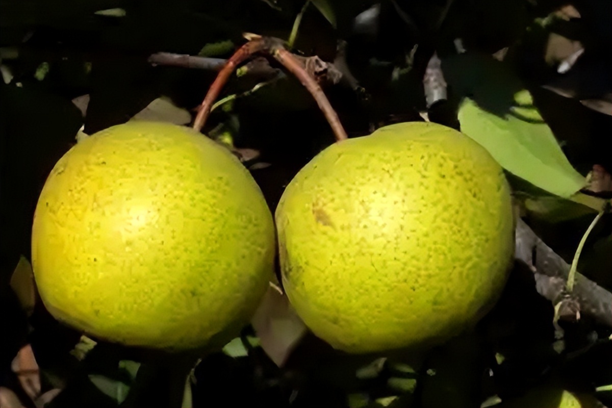 梨都有哪些品种什么梨最好吃,常见30种梨的区别及口感