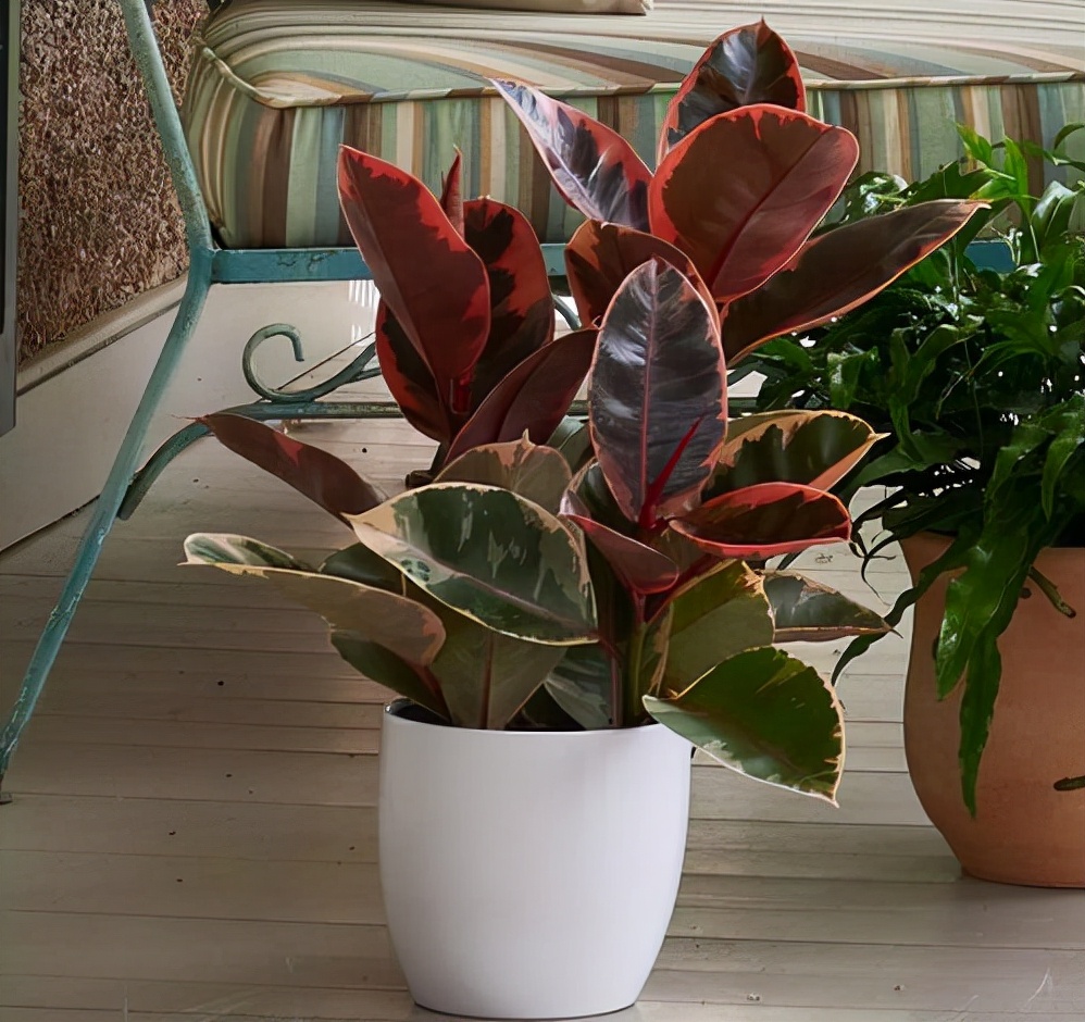 水里倒点酒，给花擦一擦，油光锃亮，比打激素还灵