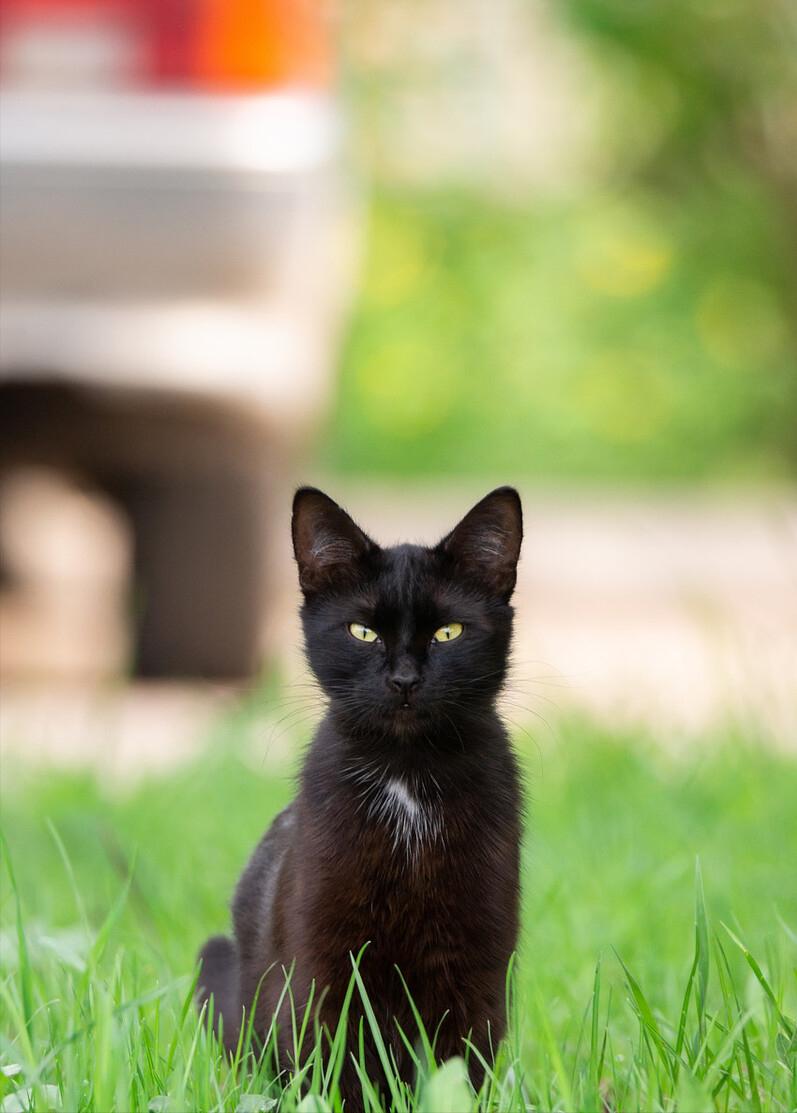 养猫养黑猫好还是白猫好,想养猫的人千万不要养黑猫