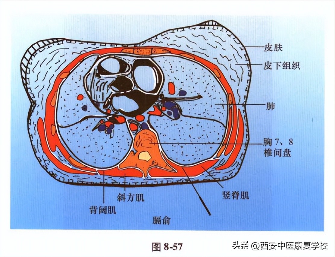 足太阳膀胱经肝俞穴位置,足太阳膀胱经背俞穴位置图示