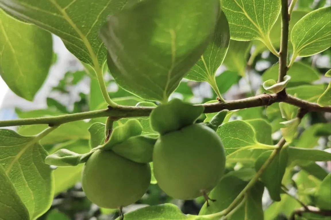 柿子生长期如何防落果,柿子九月份的病虫害管理