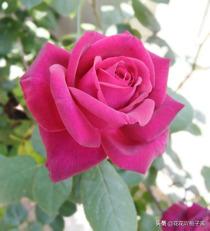 耐阴的月季花品种推荐,抗晒花不散的四季开花月季