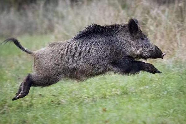 遇到野猪装死有用吗,遇到野猪需要装死吗