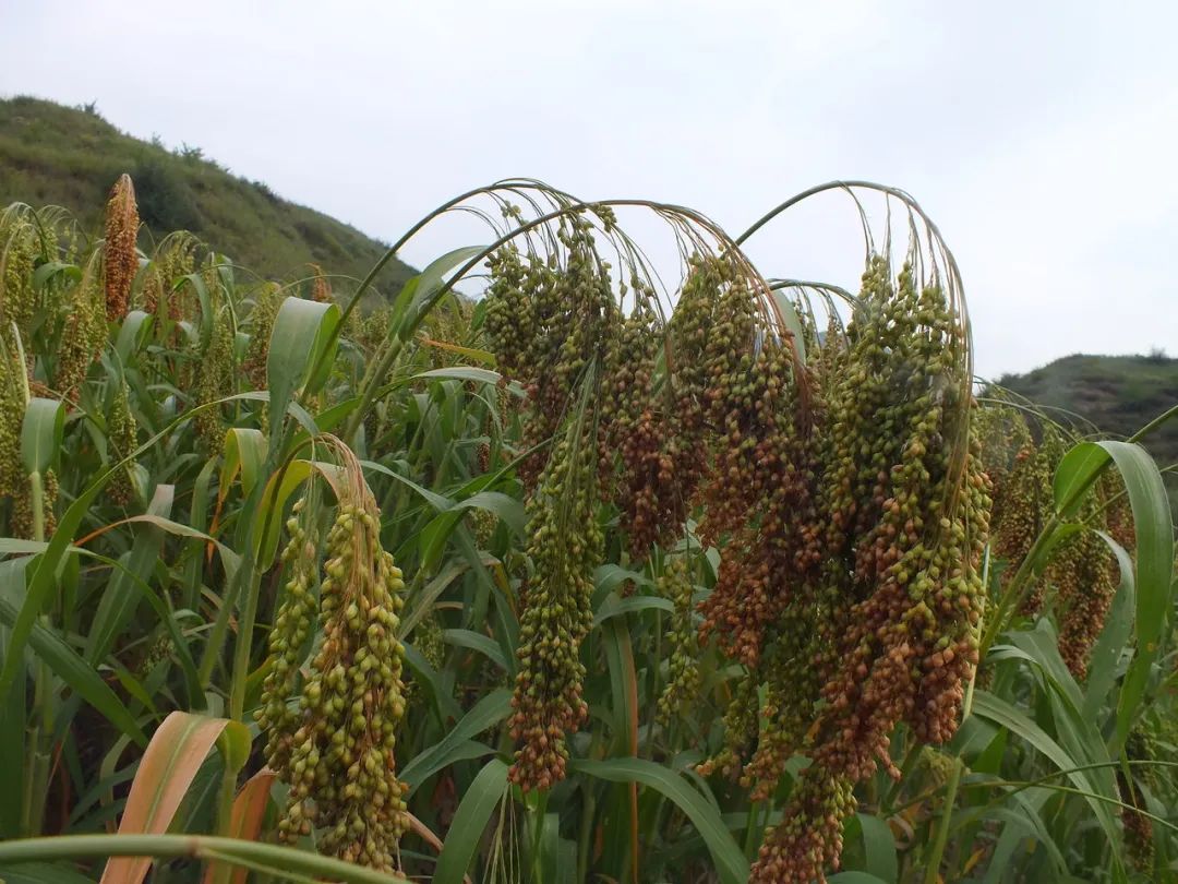 粗粮高粱米,五谷杂粮的高粱米是什么样的
