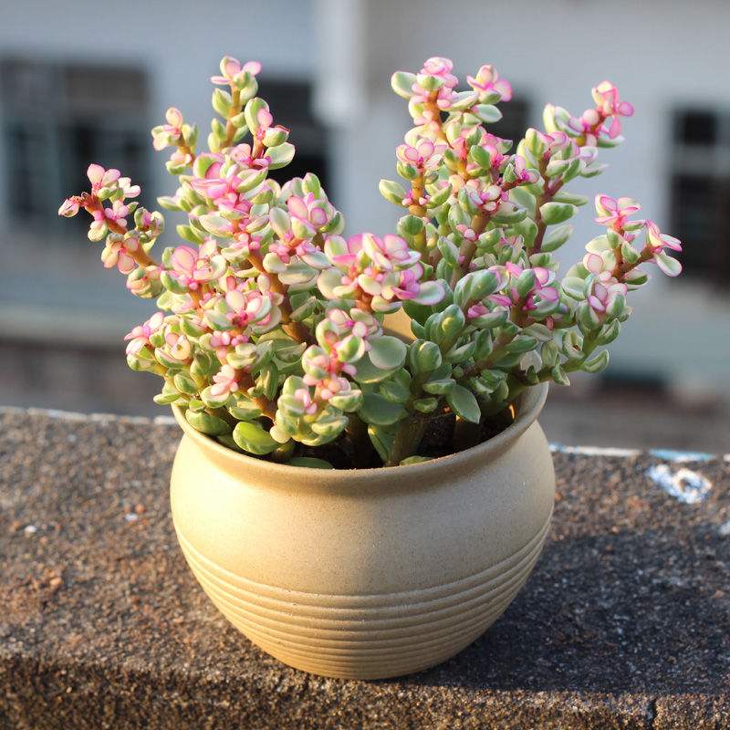 最好看最难养的花卉有哪些,最好养的10种花