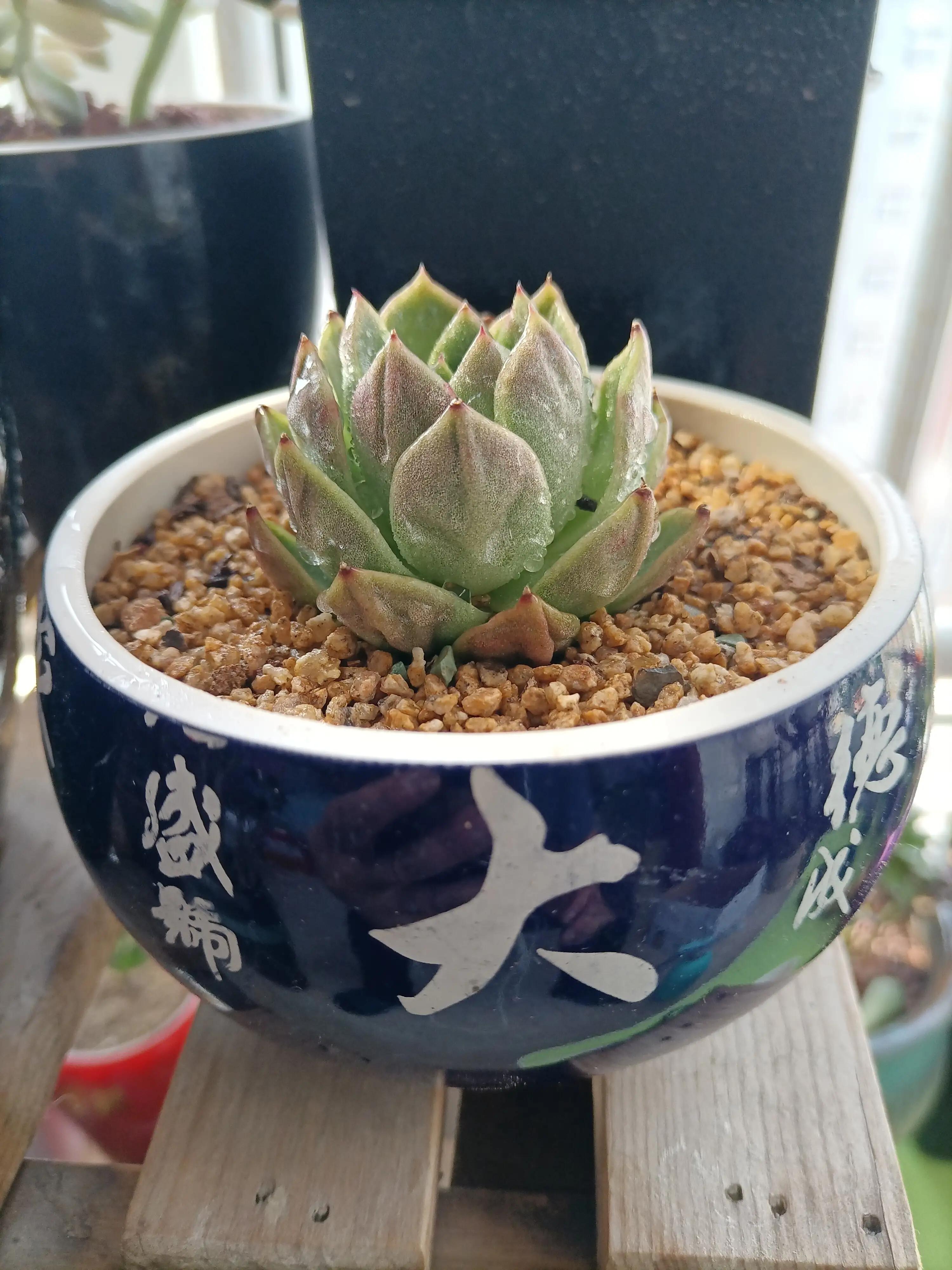 腐烂的木头能种什么花,腐烂的木头可以种植蓝莓吗