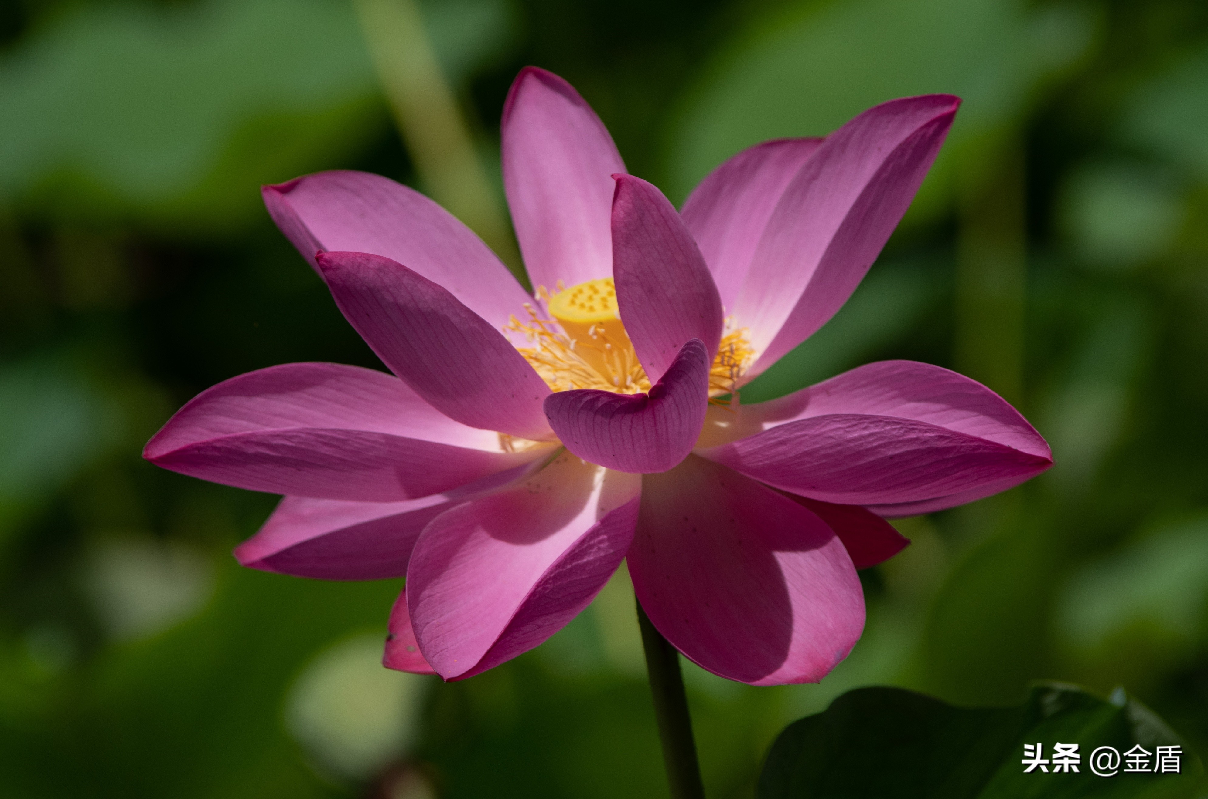 纯洁无瑕的荷花,荷花象征着纯洁无瑕