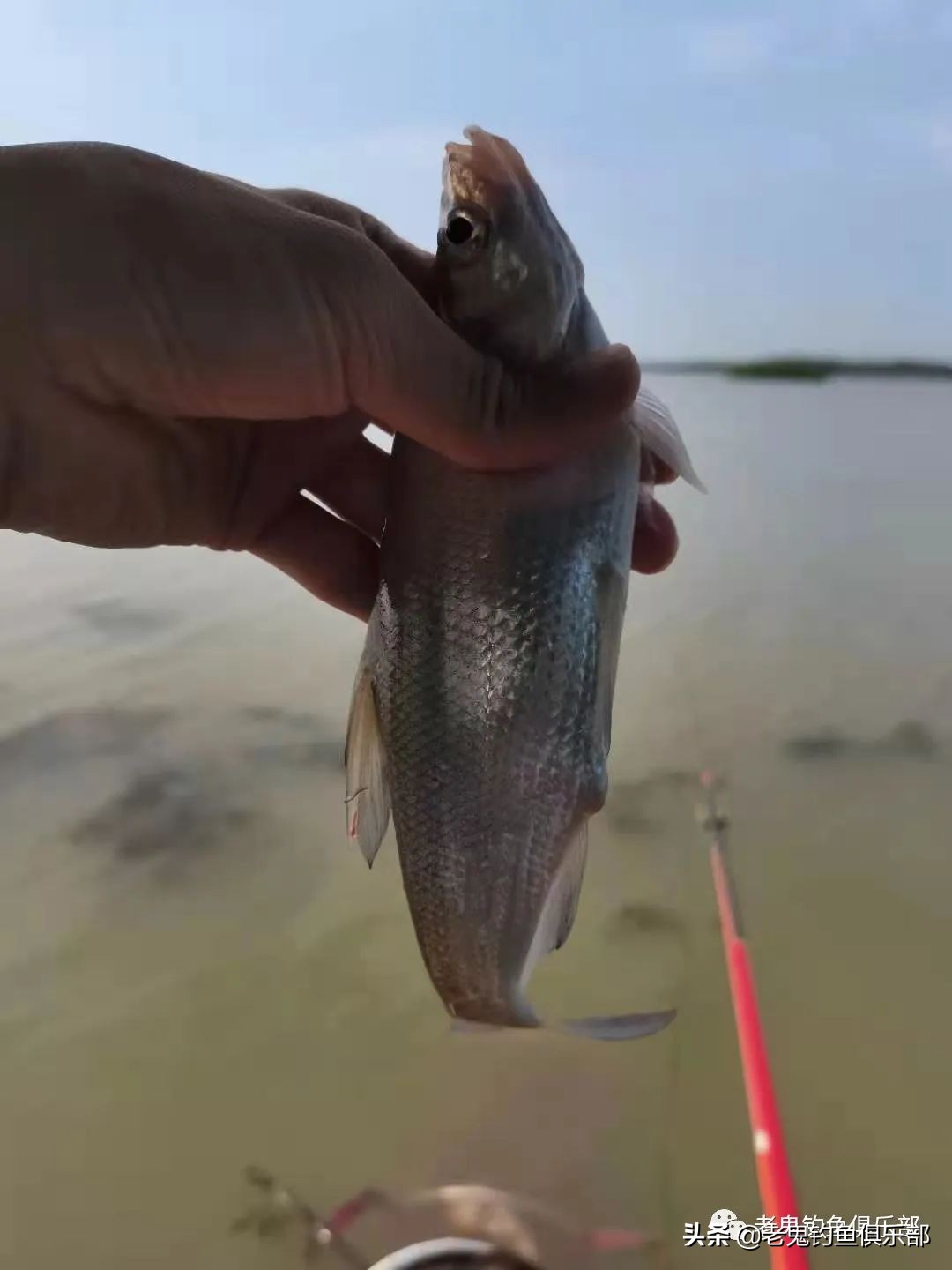 周末携大师系列饵料解锁大水面、全鱼种，安湖州爆护