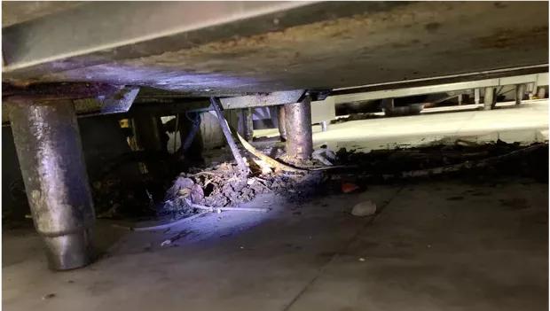 餐饮有虫子蟑螂怎么办,餐厅有大量蟑螂怎么彻底消灭