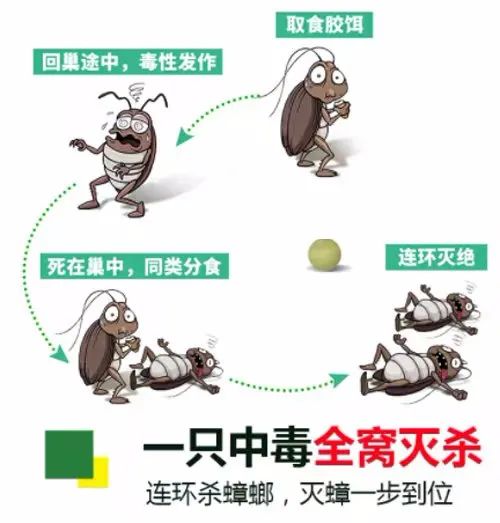 家里有蟑螂怎么办小技巧,家里有蟑螂怎么处理有最有效方法