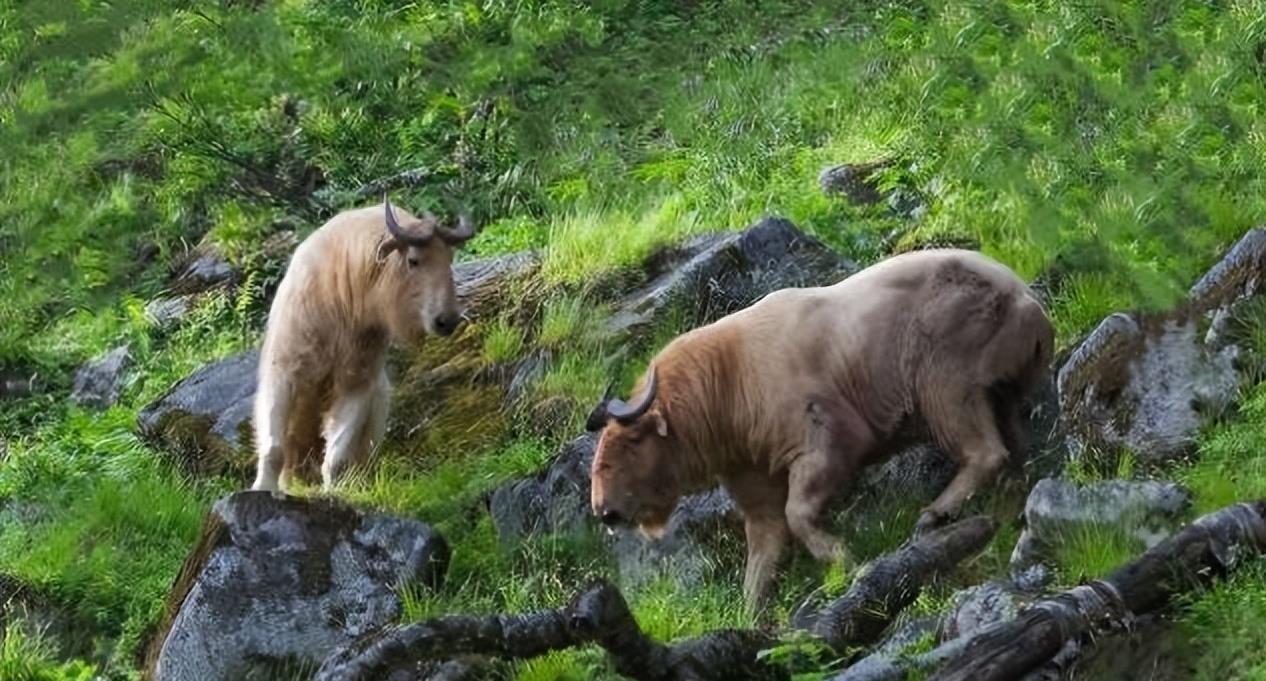 陕西眉县现一头“怪牛”该男子喂它很多次，网友看到：秦岭杀手王