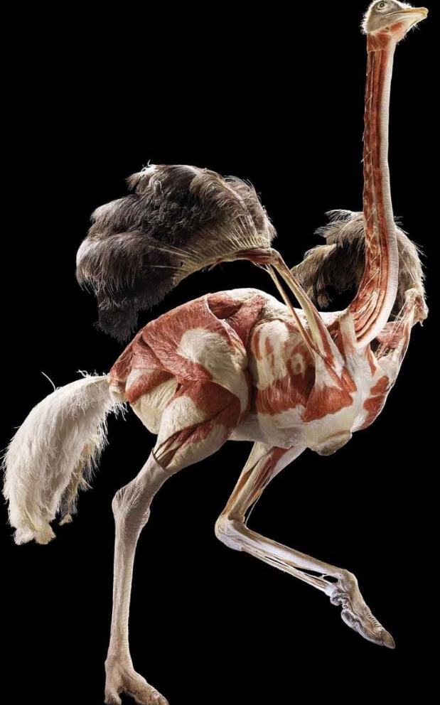 国外鸵鸟养殖前景如何,鸵鸟怎么养才能更好更赚钱