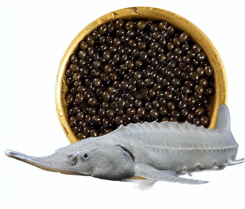 日本鲟鱼子酱多少钱一公斤,不同价格的鱼子酱