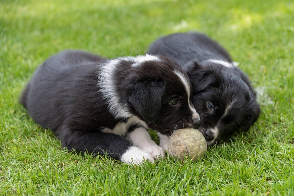 小狗拉肚子并抽搐,小狗拉肚子但是精神很好