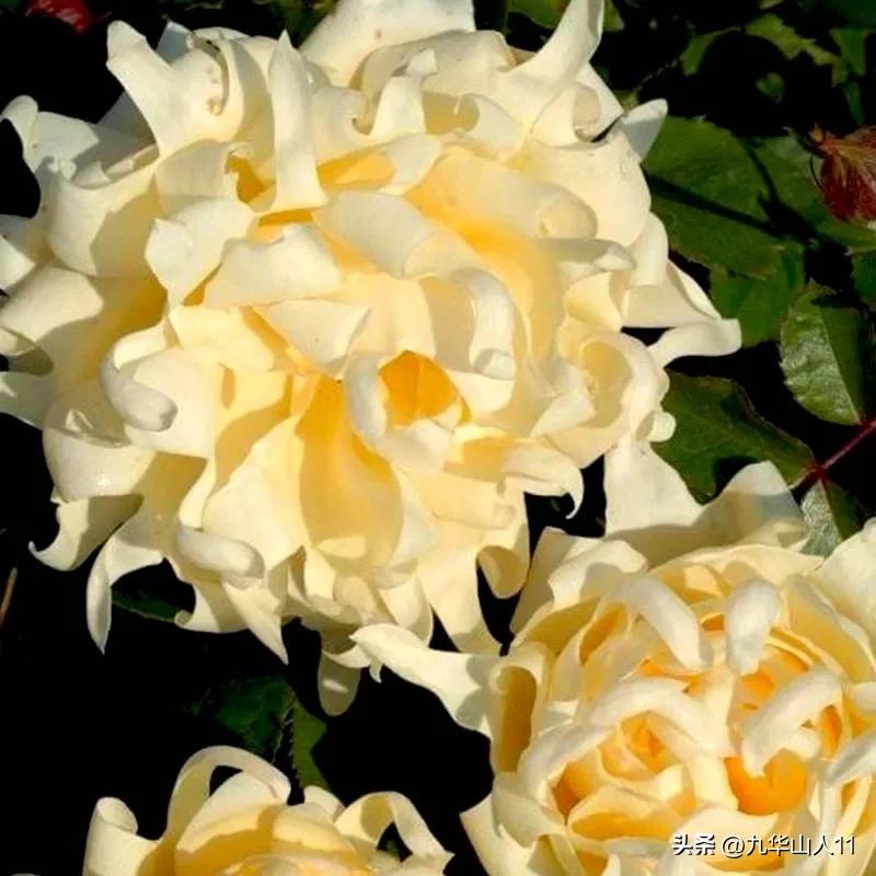 大花胖美人月季有几个品种,适合阳台养的大花月季品种