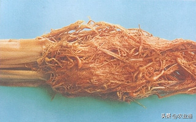 水稻根结线虫病识别与防治,水稻茎线虫病的发病原因是什么