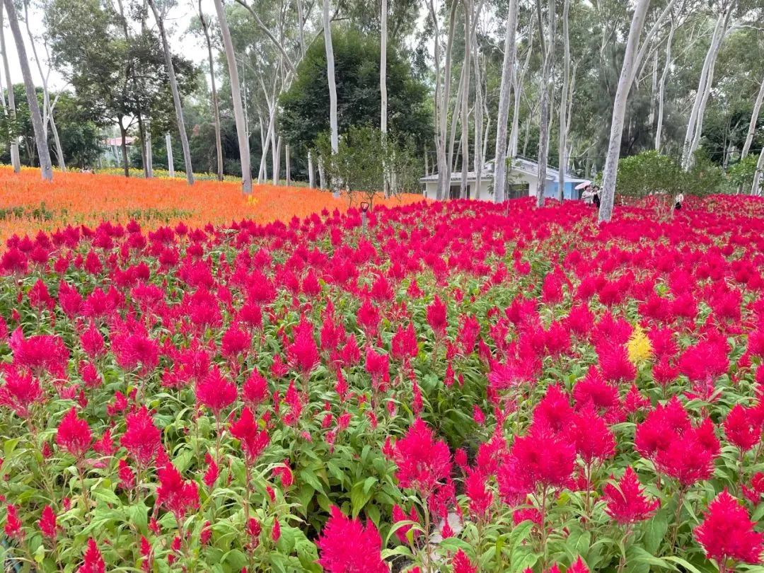 2019年厦门秋游,厦门高中秋游