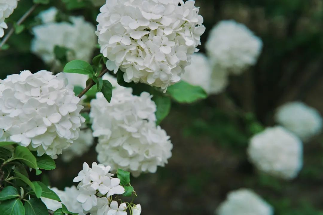 提前盛开！成都市区这个被偏爱的宝藏地又上新，即将刷爆全网