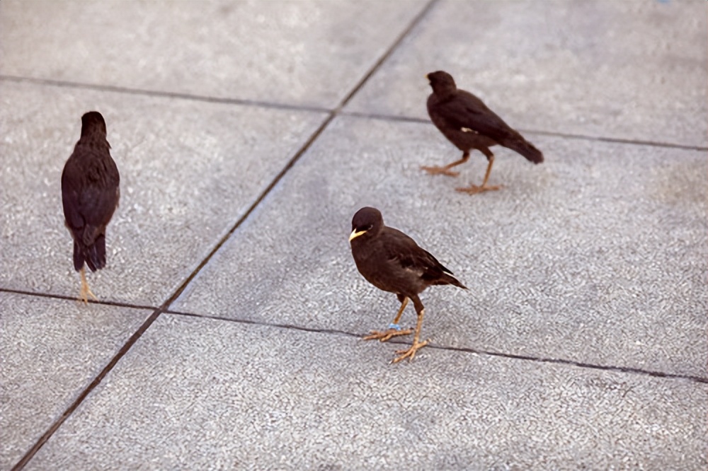 新手怎么养八哥,人工饲养八哥鸟价格