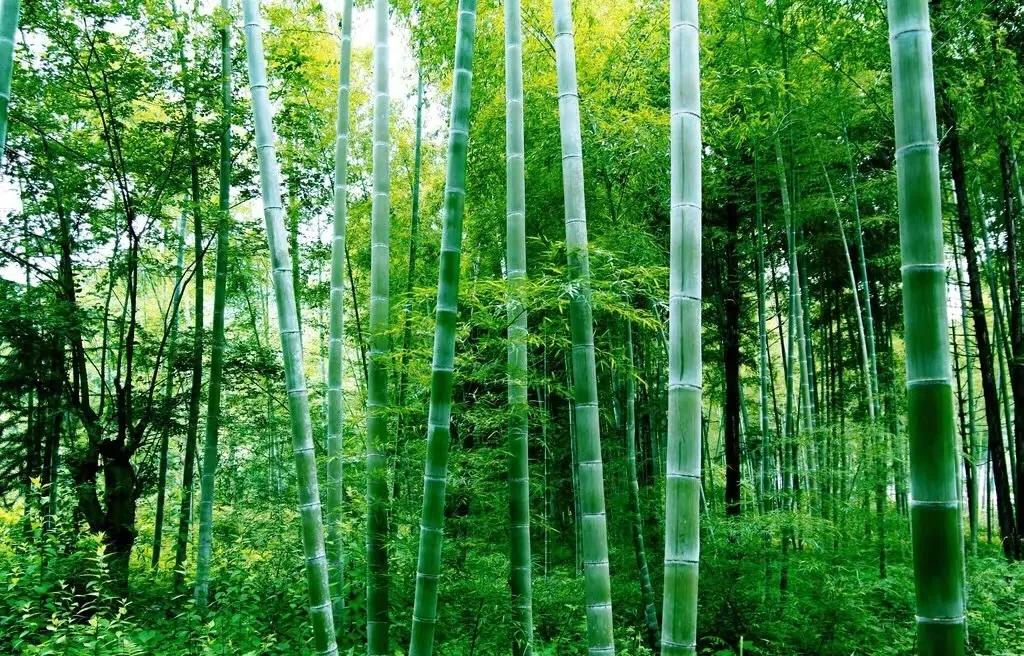 竹五绝诗,古诗五绝竹