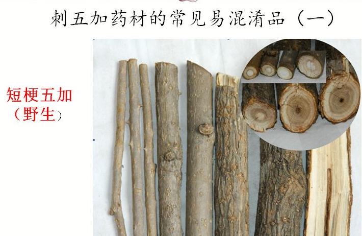 刺五加植物的识别方法,带你识别白薇