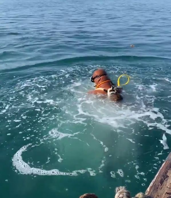 红极参和海参的区别在哪里,海参和红极参的区别