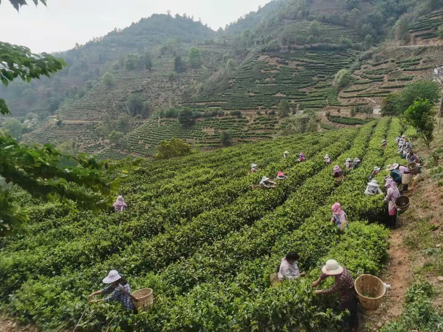 凤庆凤牌茶叶有限公司,凤庆茶叶发展历程图表