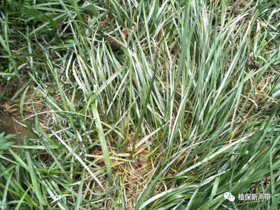 草坪要除草的方法,草坪锈病的病害预测及防治策略