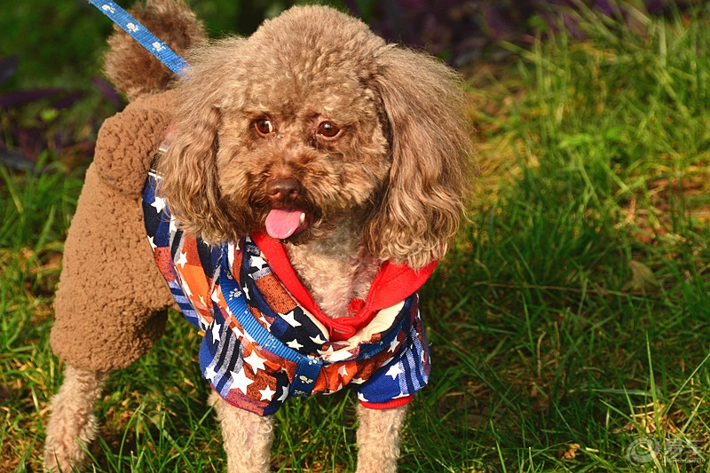 养公泰迪怎么避免尴尬,养泰迪不能打哪