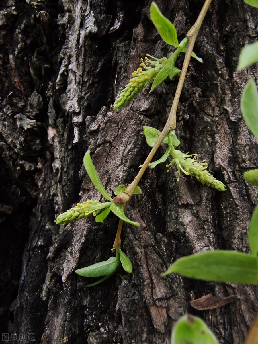 风吹杨柳万千条打一动物,风吹杨柳万千条解析