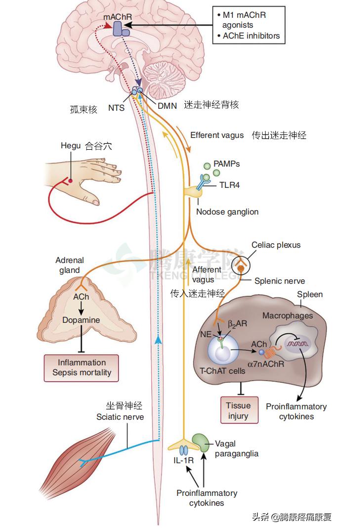 神经性湿疹简单的自愈方法,湿疹病理治疗特效药