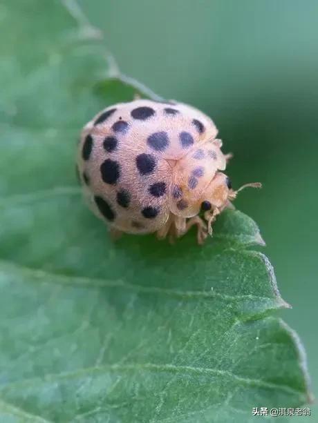 茄子刚移栽到大田如何预防虫害,茄子苗虫害诊断与防治图谱