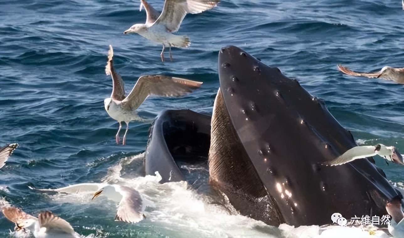 座头鲸张开大嘴捕食,鲸鱼吃巨鲸