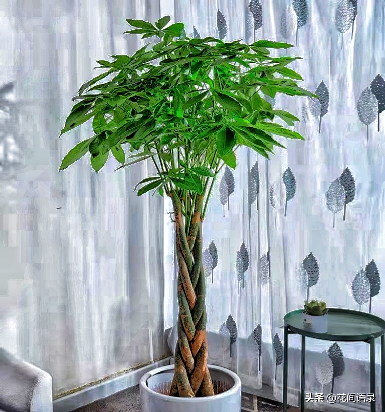 家里放一棵发财树运气真的好了吗,发财树摆在什么位置最旺财