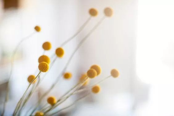 闀垮緱鍍忚冻鐞冧竴鏍风殑妞嶇墿,鍜岃冻鐞冩湁鍏崇殑妞嶇墿