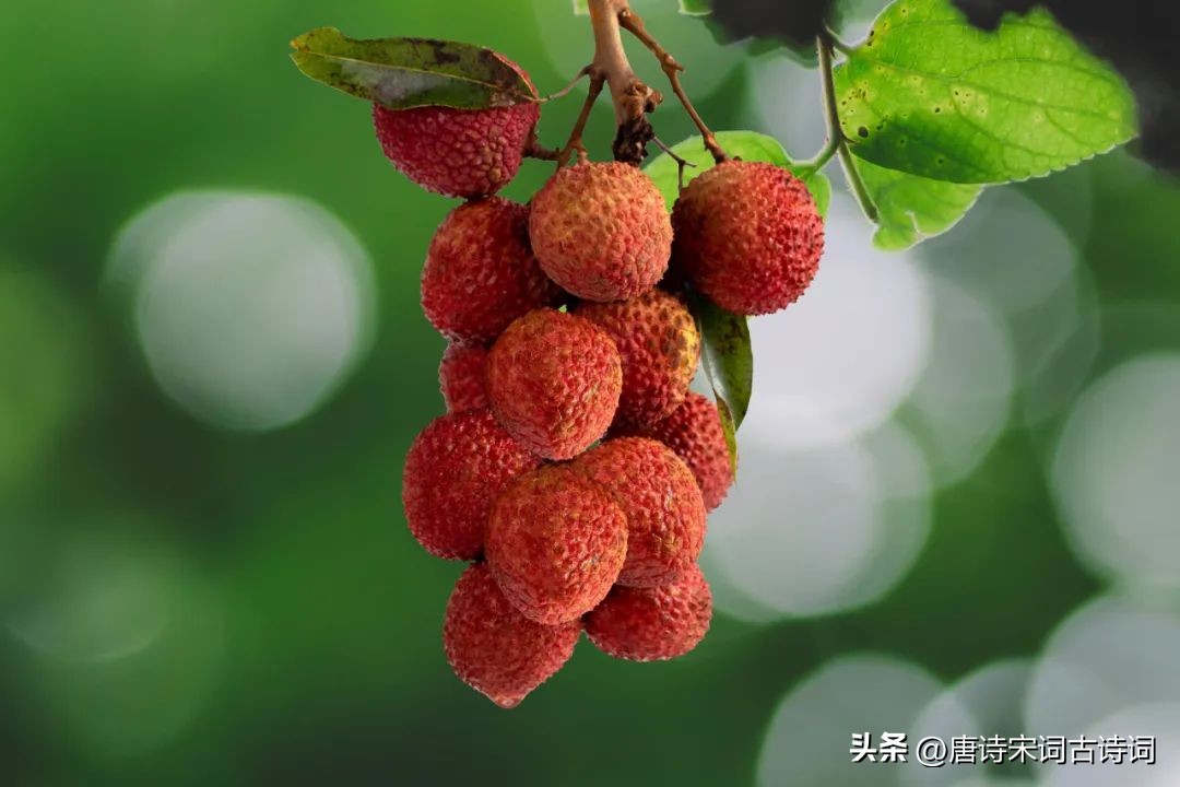 芒种有努力秋天有收获,芒种忙的是收获